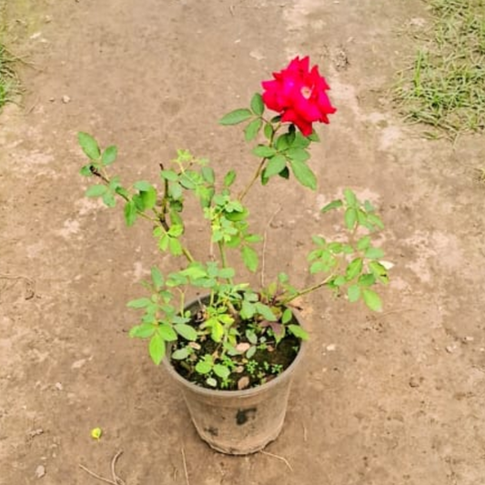 Kashmiri Rose plant in 6 Inch pot
