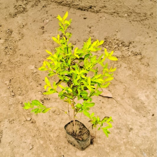 Golden Duranta Hedge Plant in 4 inch polybag
