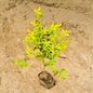 Golden Duranta Hedge Plant in 4 inch polybag