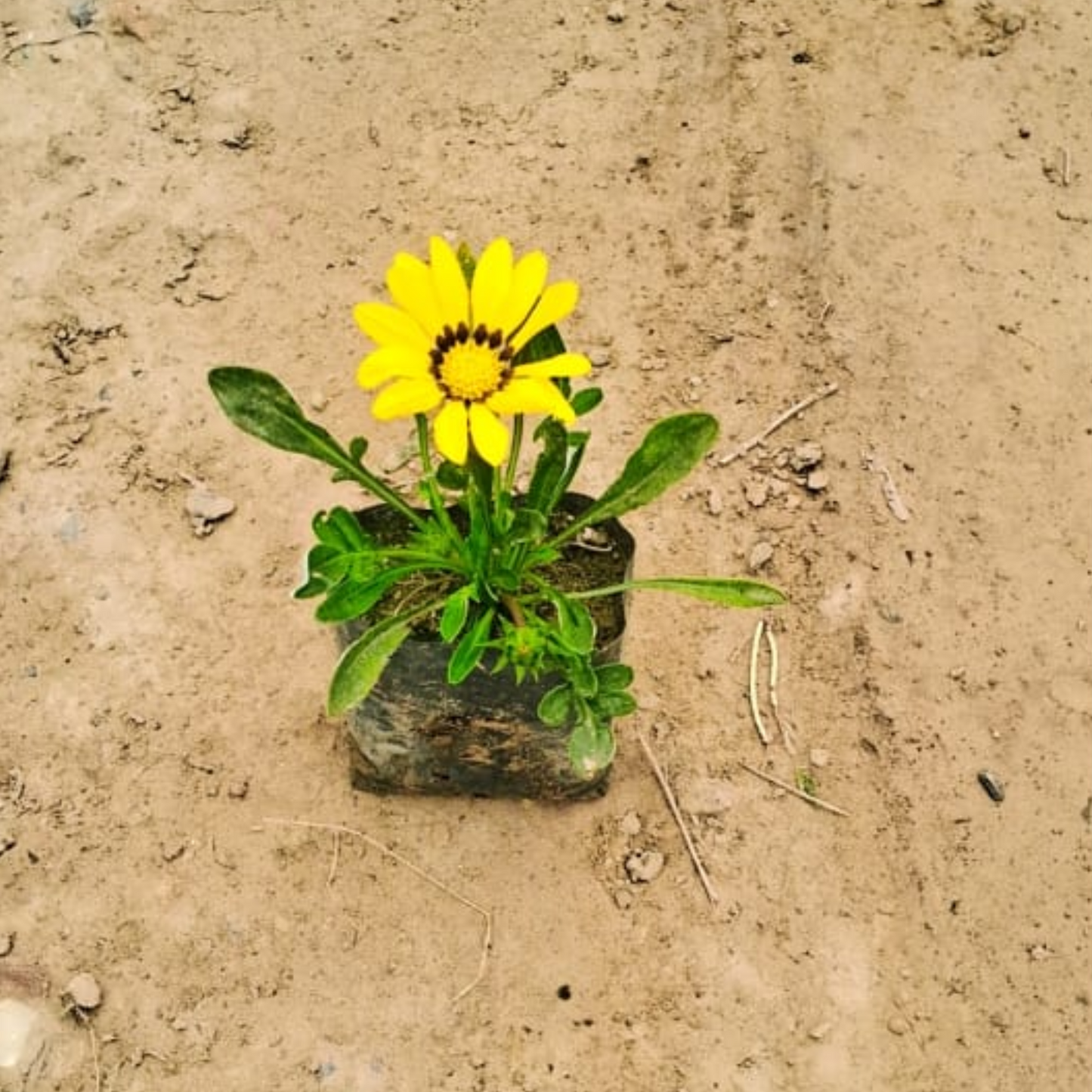 Gazania (any colour) flower plant in 4 inch polybag