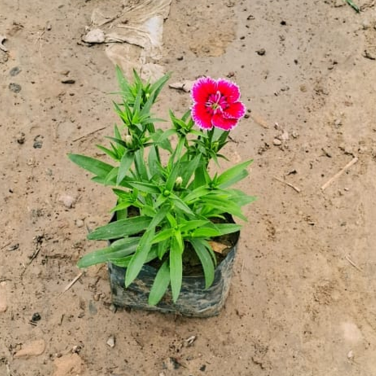 Dianthus (any colour) plant in 4 inch polybag