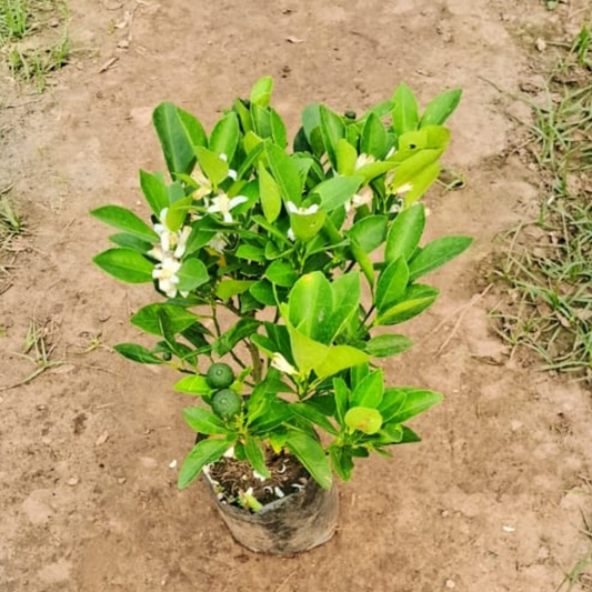 Chinese orange plant in 6 inch polybag