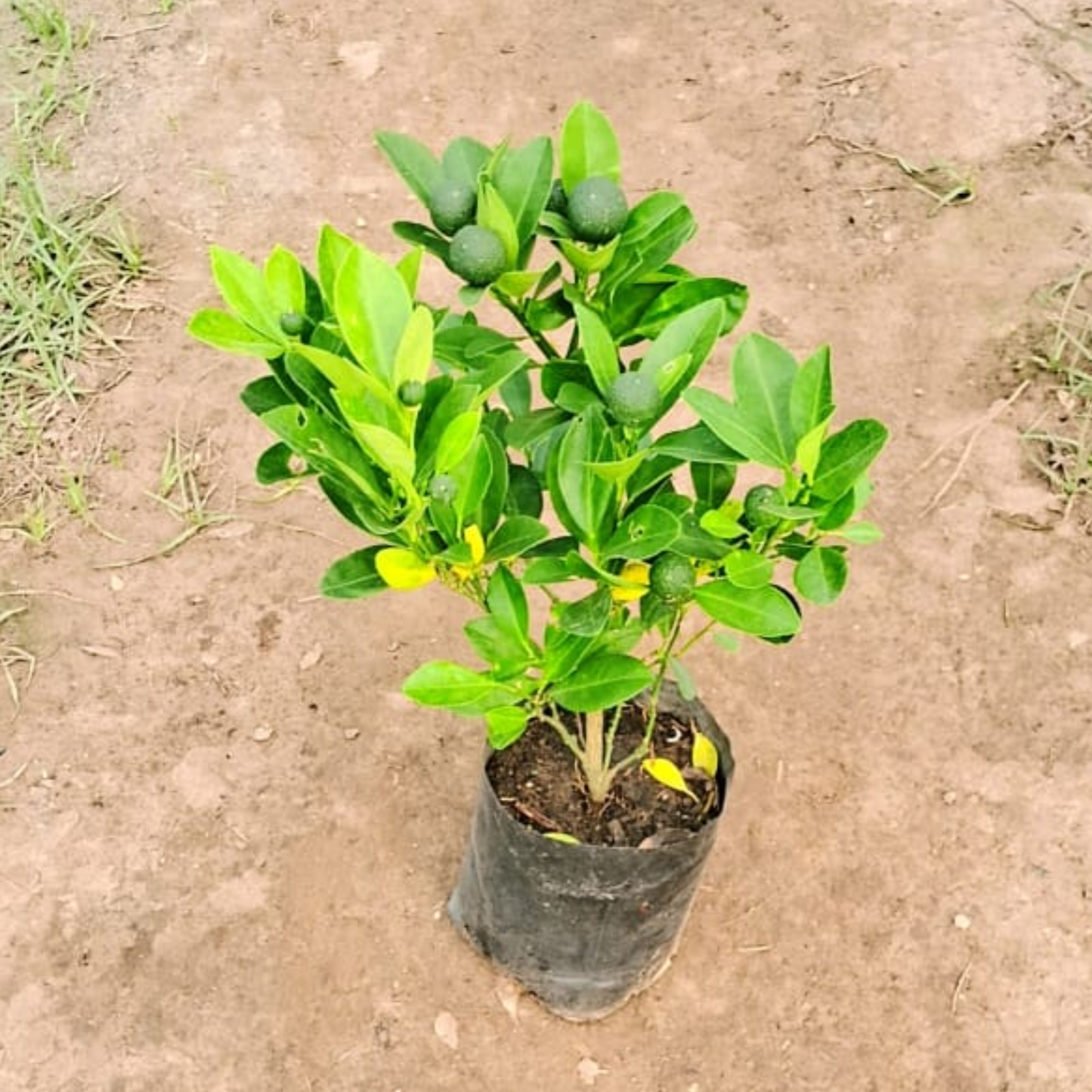 Chinese orange plant in 6 inch polybag