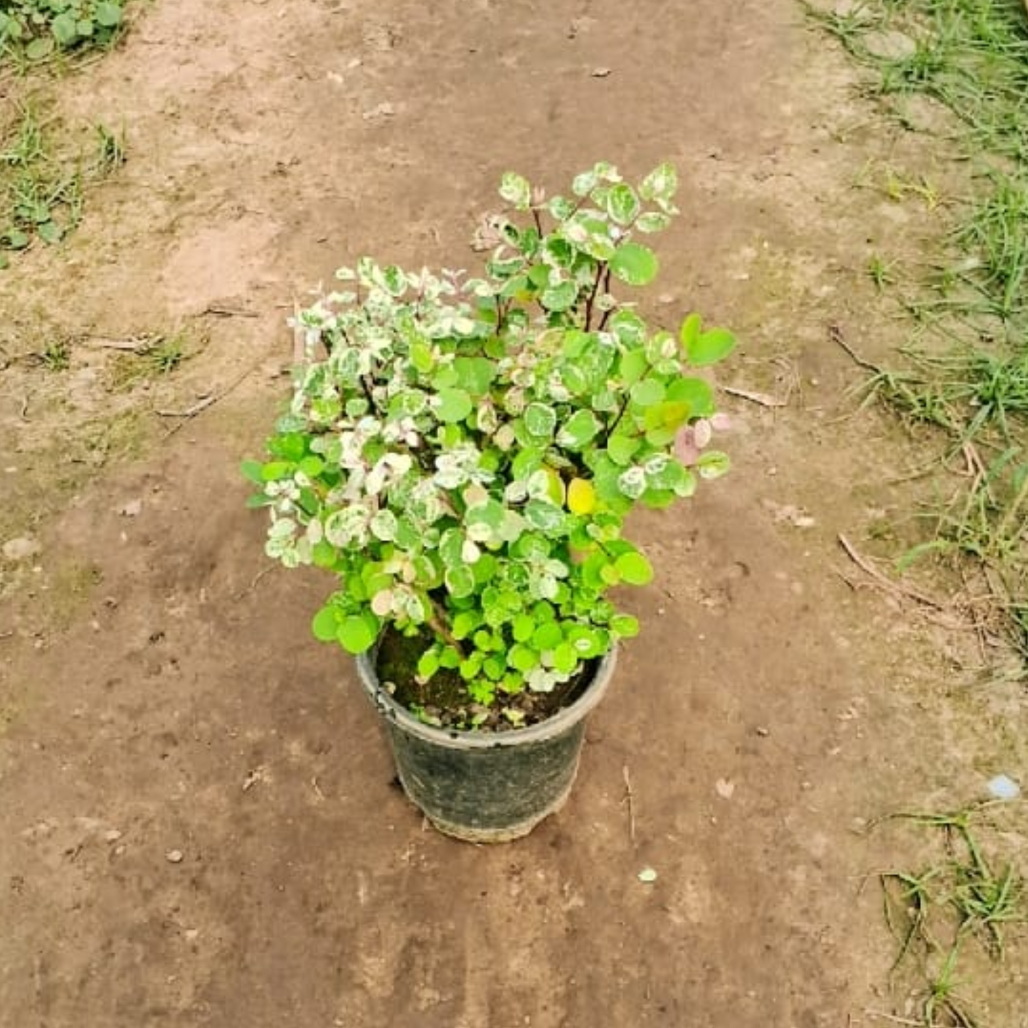 Phylenthus in 6 inch polybag