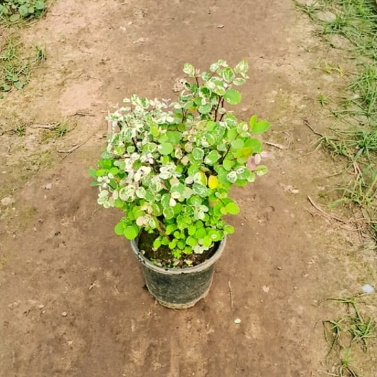 Phylenthus in 6 inch polybag