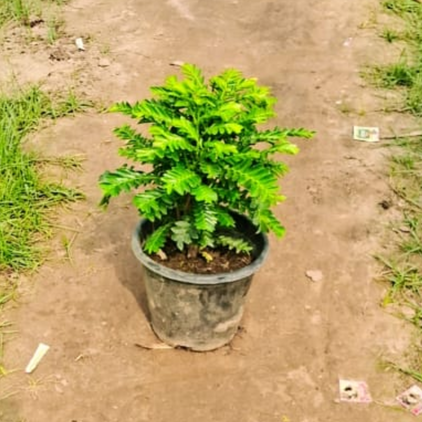 Aamras in 8 Inch Nursery Pot