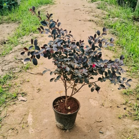 Loropetalum plant in 6 inch polybag