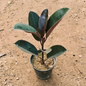 Rubber plant in 6 inch pot