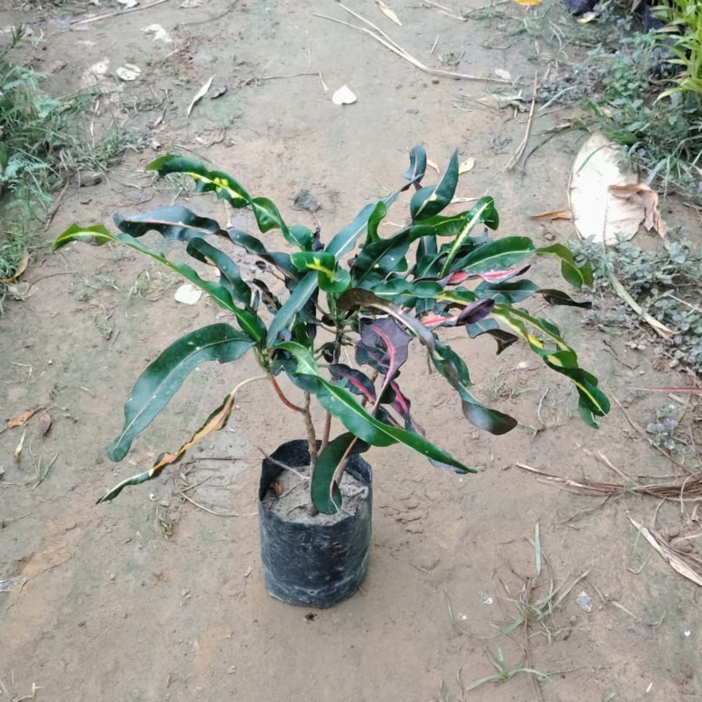 Spring croton plant in 6 inch nursery bag