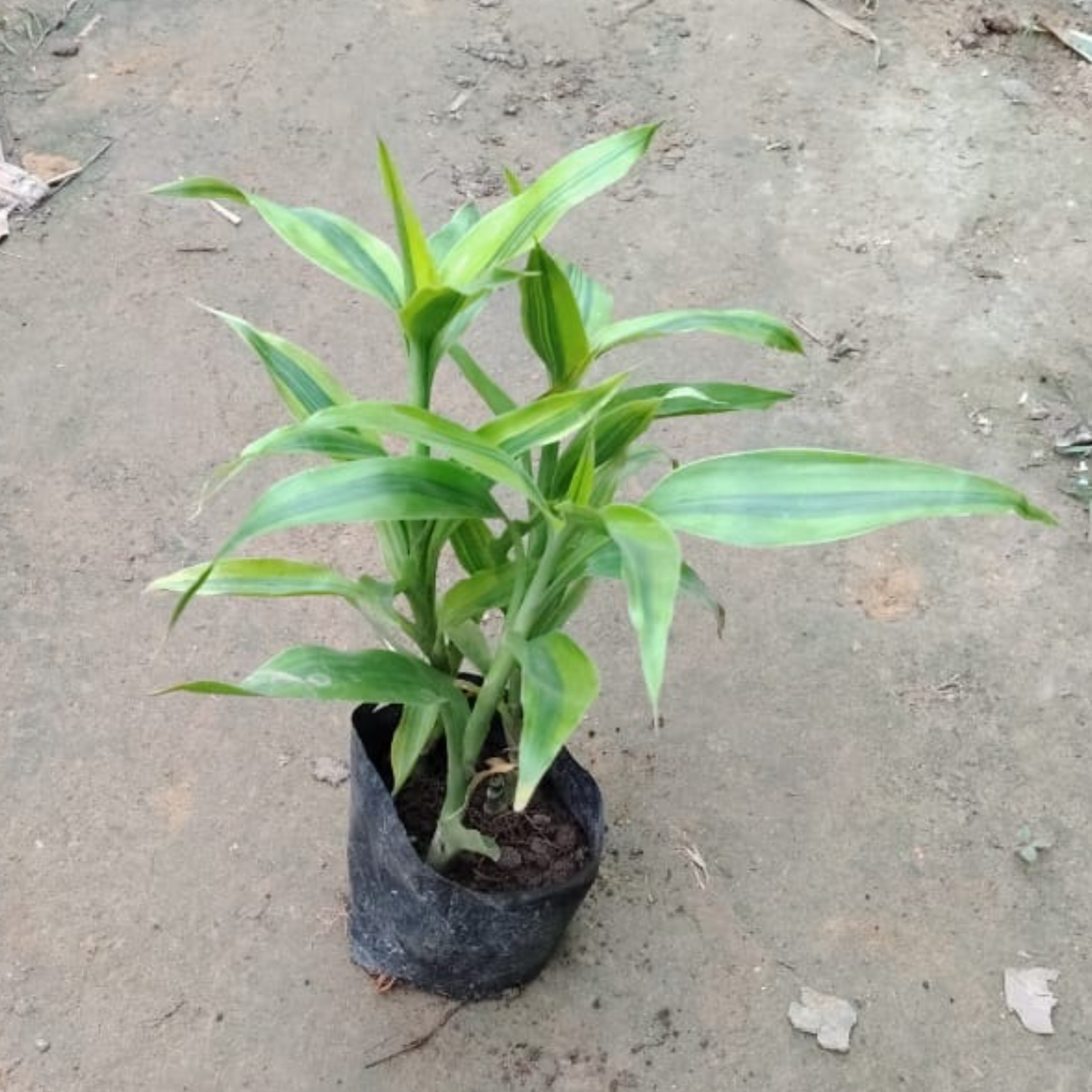 Lucky Bamboo in 4 Inch nursery bag,