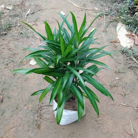 Dracaena messenger plant in 6  inch polybag;