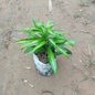 Dracaena messenger plant in 4  inch polybag