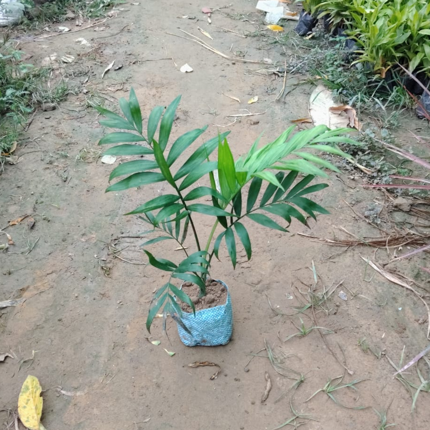 Chamaedorea Elegans Parlour Palm in 5 inch nursery bag