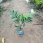 Chamaedorea Elegans Parlour Palm in 5 inch nursery bag