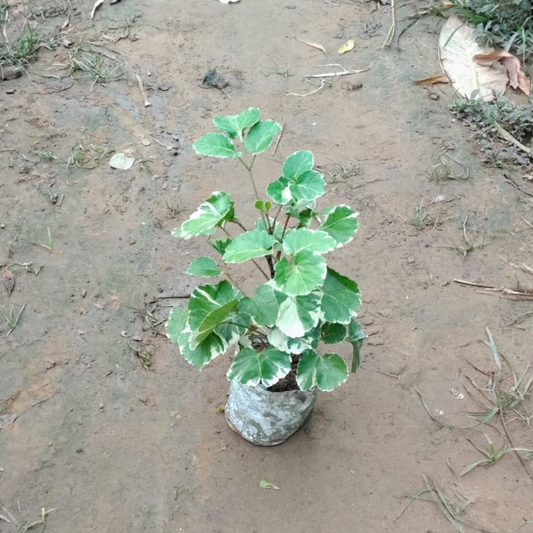 Aralia Dinner Plate in 5 Inch Nursery Bag