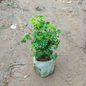 Aralia Japanese Light Green in 6 Inch Nursery Bag