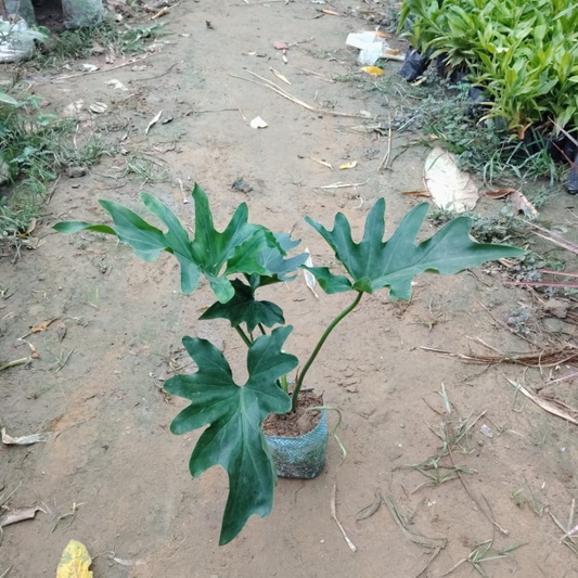 Philodendron Selloum in 4 Inch Nursery Bag