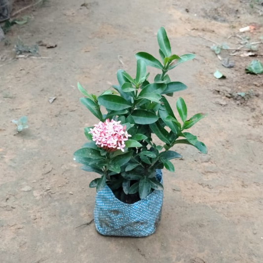 Ixora Dwarf White in 4 Inch Nursery Bag ;