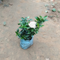 Ixora Dwarf White in 4 Inch Nursery Bag;