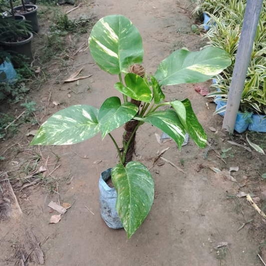 Big leaf Money plant 1 feetwith coco mosstick in 4 inch nursery bag