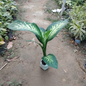 Dieffenbachia Seguine in 5 Inch Nursery Bag