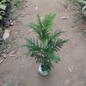 Christmas tree (Araucaria plant) in 6 inch nursery bag
