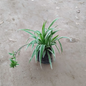Spider plant in 4 inch nursery bag ,