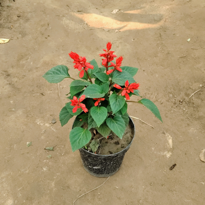 Salvia plant in 6 inch black pot