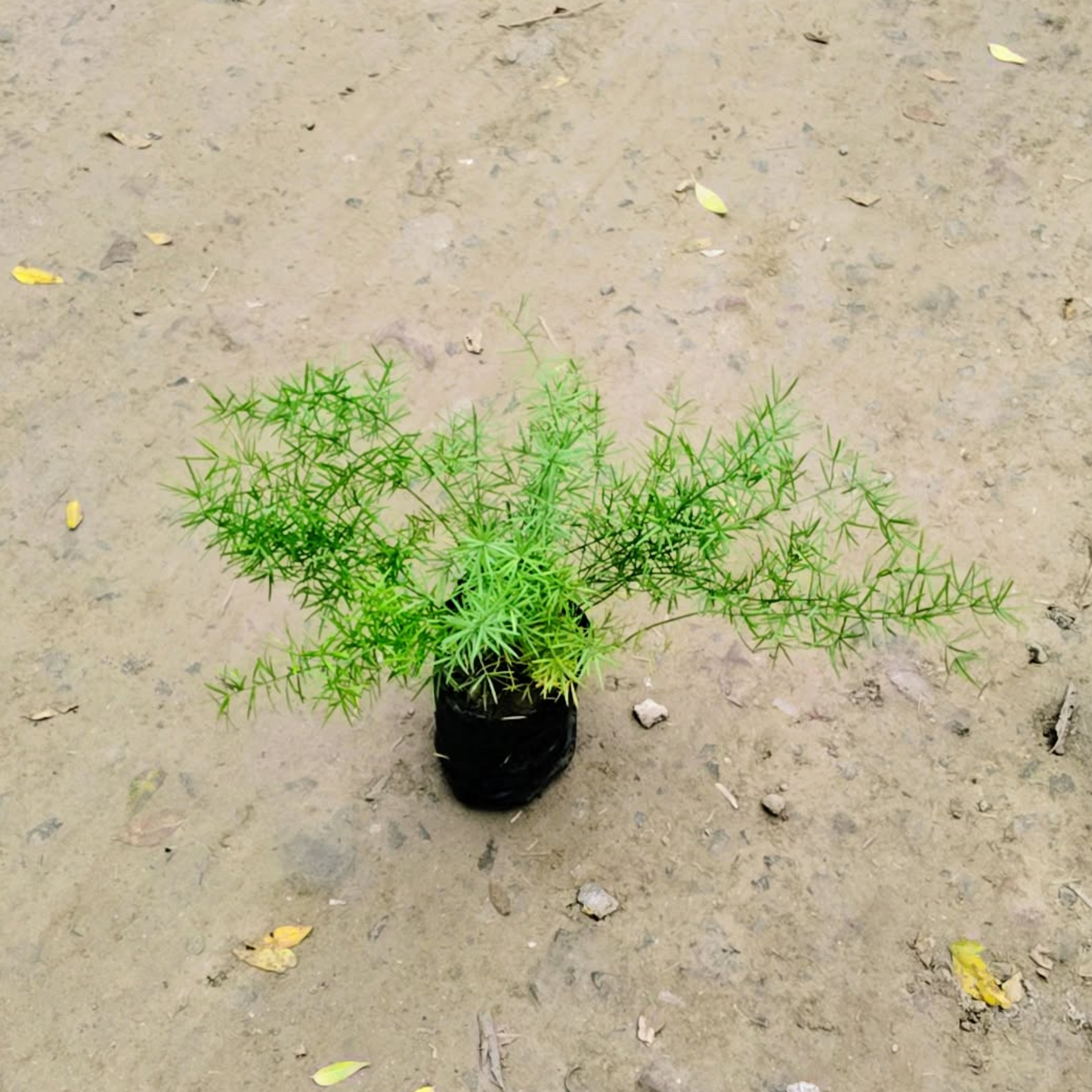 Asparagus Desi in 4 Inch Nursery Bag