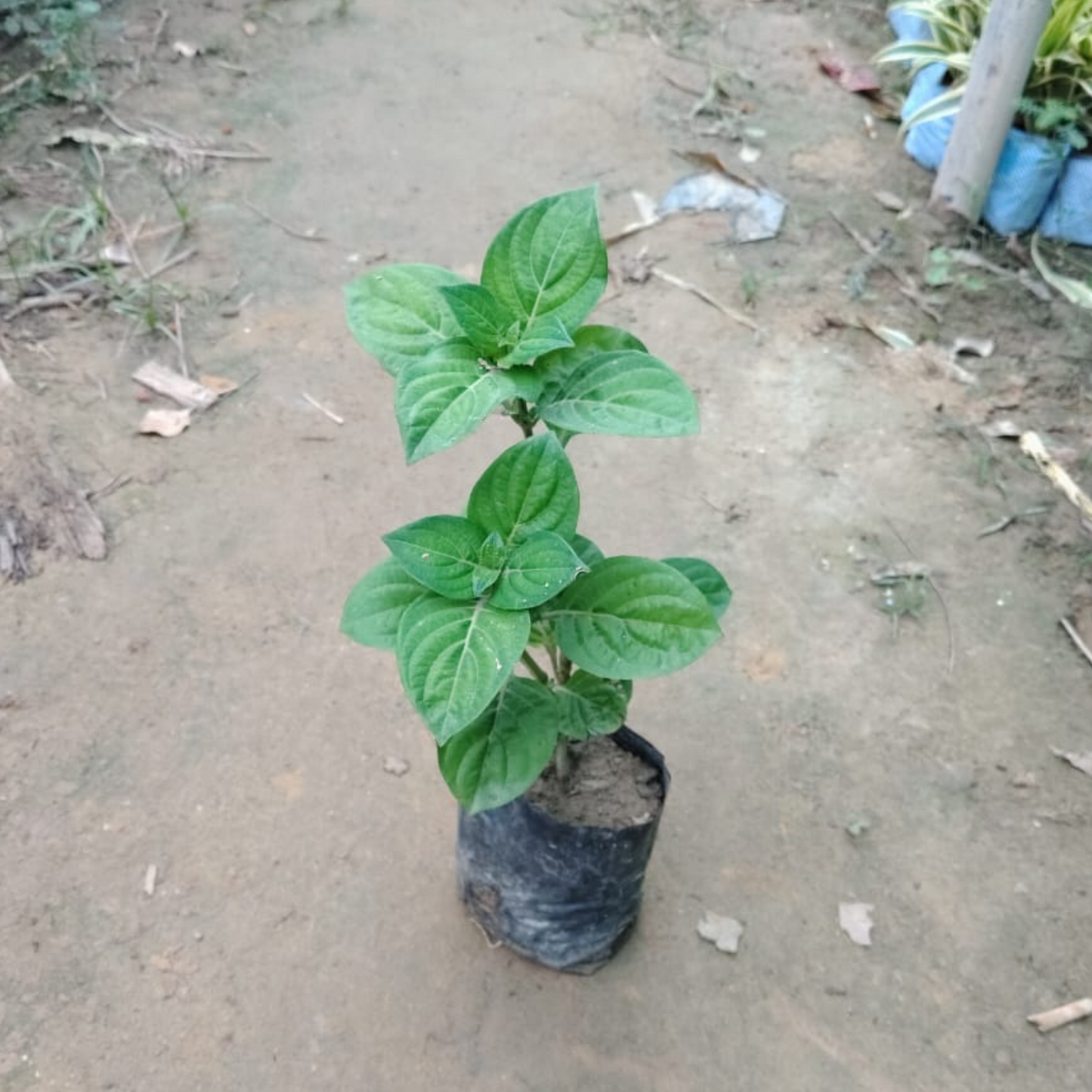 Barleria Cristata Blue / Philippine Violet in 4 Inch Nursery Bag