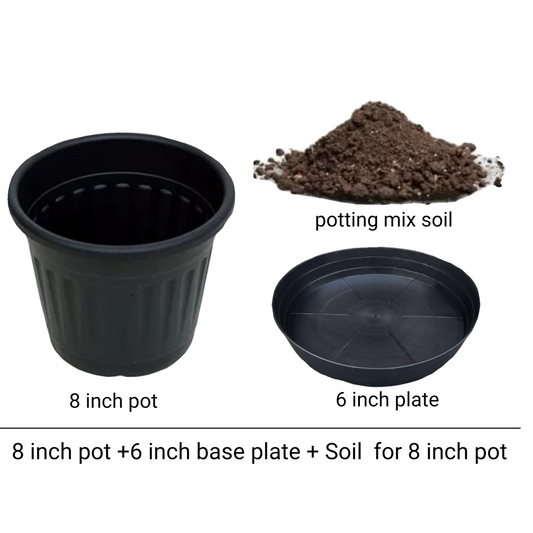 Pot kit 8 inches pot