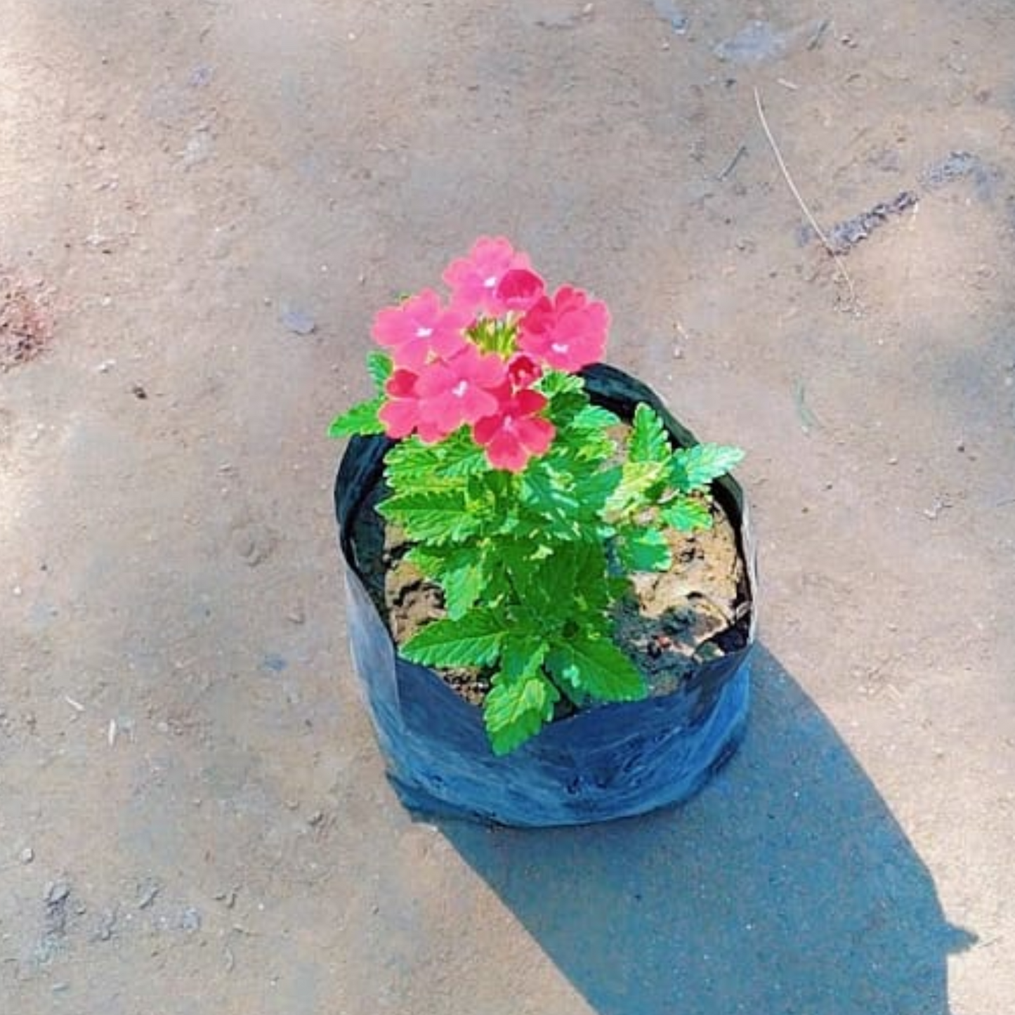 Vervena seasonal flower plant in 4 inch nursery bag