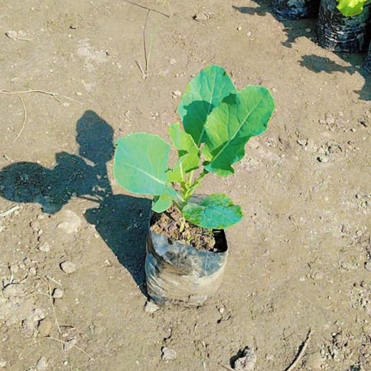 Cauliflower plant in 4 inch nursery bag