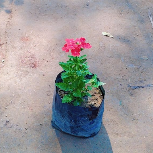 Vervena seasonal flower plant in 4 inch nursery bag