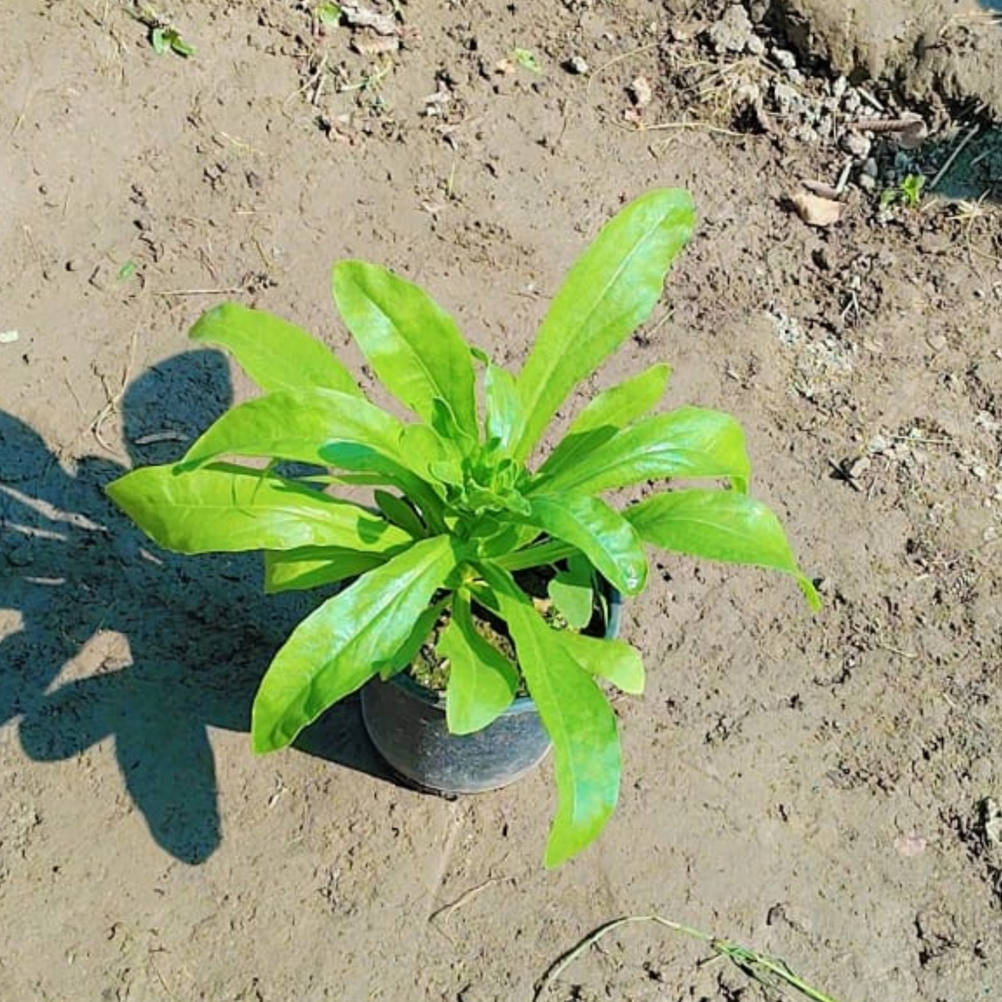 Calendula (Any Colour) in 6 Inch pot