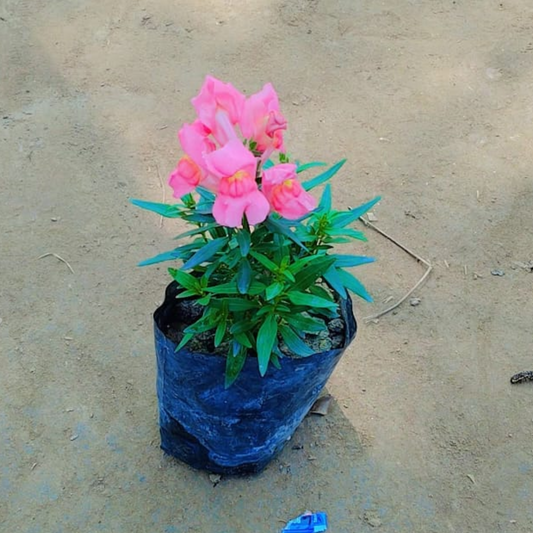 Dog flower seasonal flower plant in 4 inch nursery bag