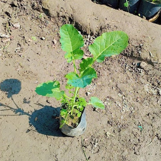 Broccoli plant in 4 inch nursery bag (Copy)