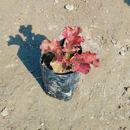 Lettuce/salad patta red(organic edible lettuce) plant in 4 inch nursery bag