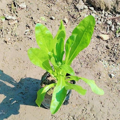 Calendula (Any Colour) in 4 Inch Nursery bag