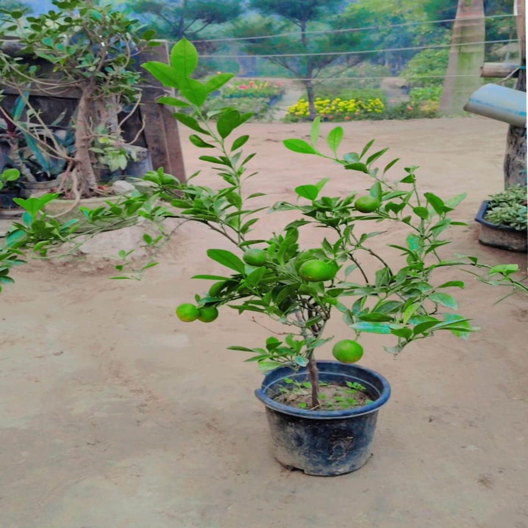 Chinese orange plant in 8 inch pot – Plantncr