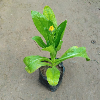 Calendula (Any Colour) in 4 Inch Nursery bag