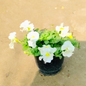 Petunia seasonal flower plant in 6 inch pot