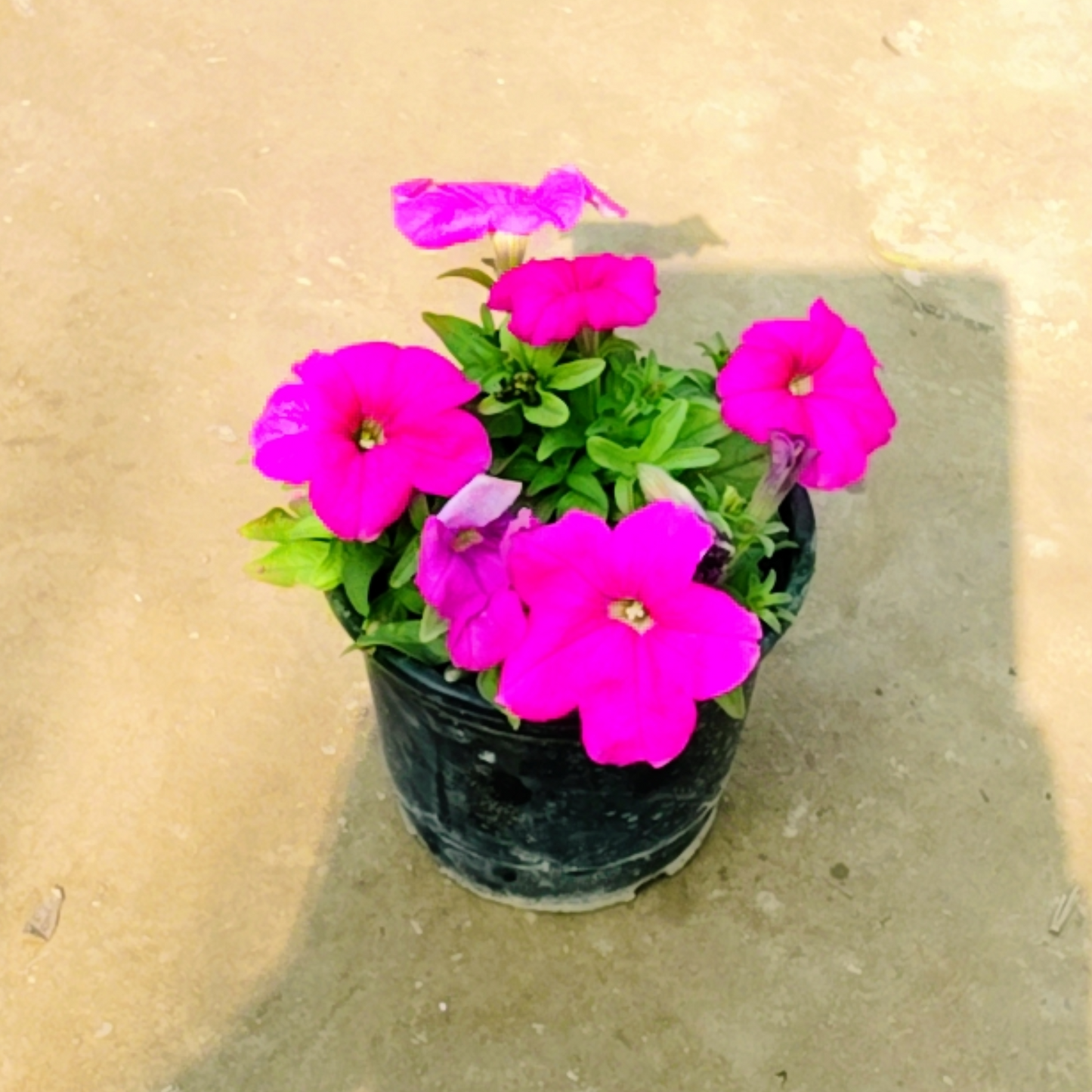 Petunia seasonal flower plant in 6 inch pot