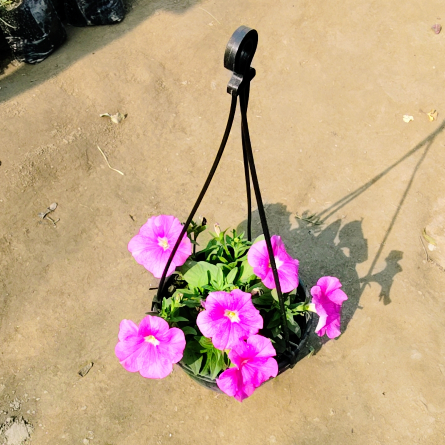 Petunia seasonal flower plant in Basket
