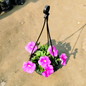Petunia seasonal flower plant in Basket