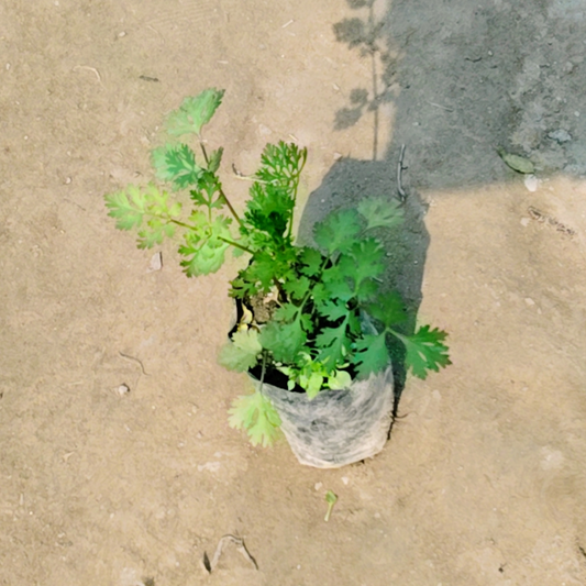 Dhaniya/Coriander Plant in 4 Inch polybag