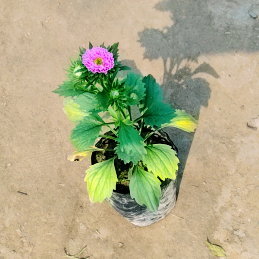Aster Plant in 4 Inch polybag