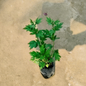 Guldaudi flower plant in 4 inch polybag