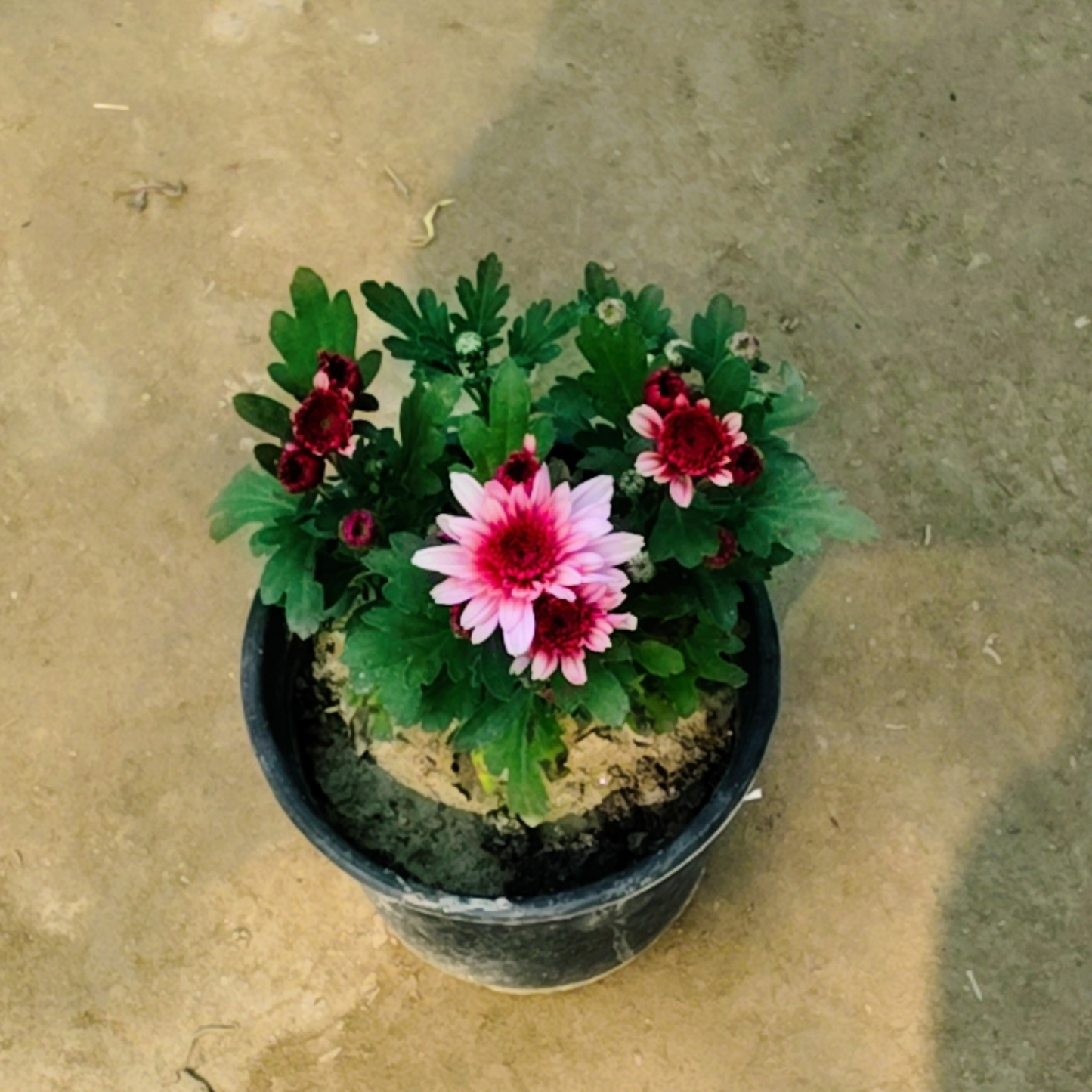Guldaudi flower plant in 6 inch pot