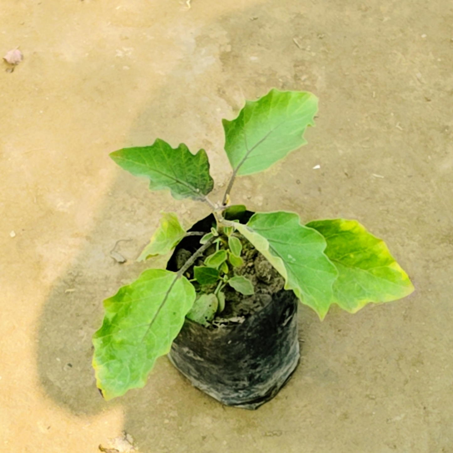 Brinjal / Baigan plant in 4 Inch Nursery polybag